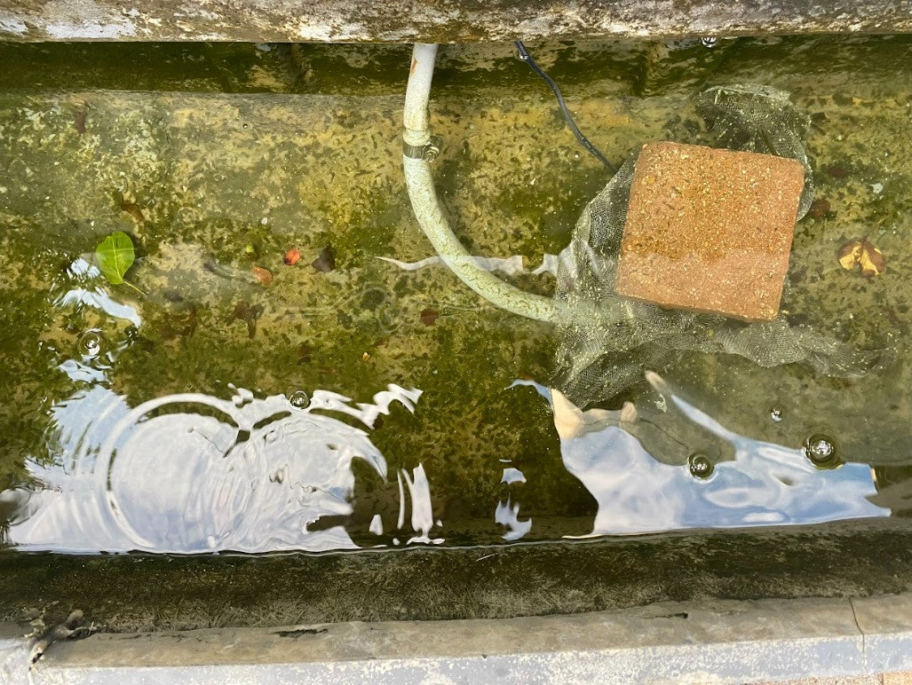 Pond after 10 days of water conditioning with magsert
