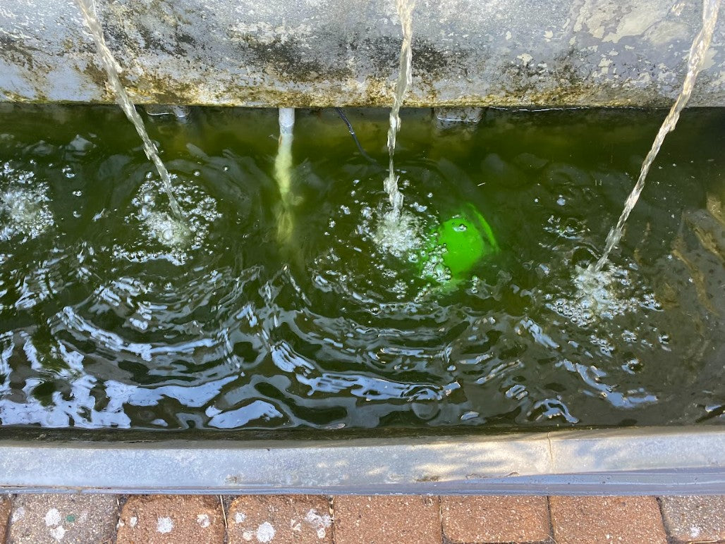 moss took over pond